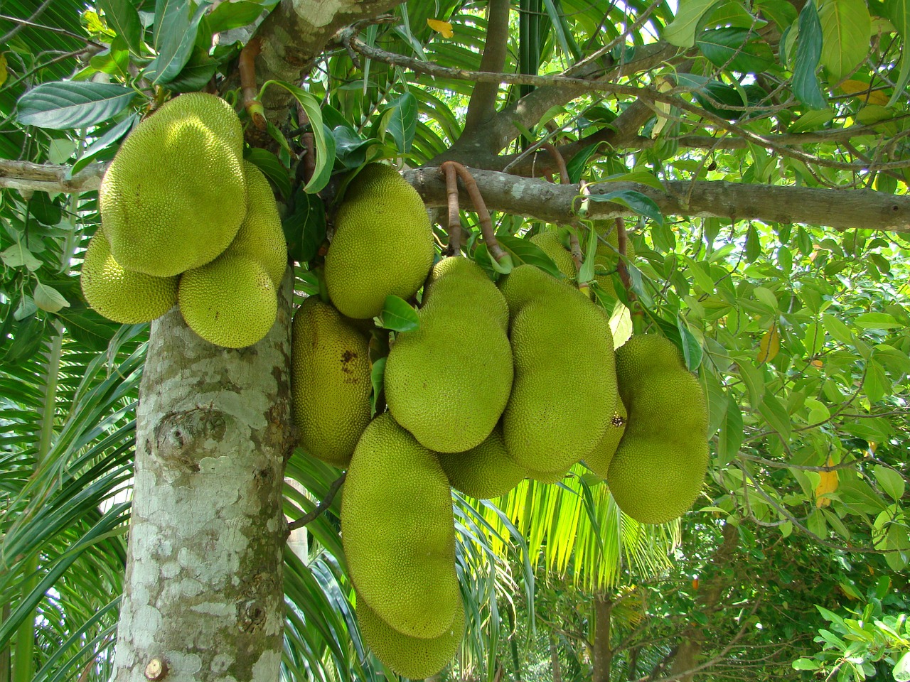 nature jack fruit fruit free photo