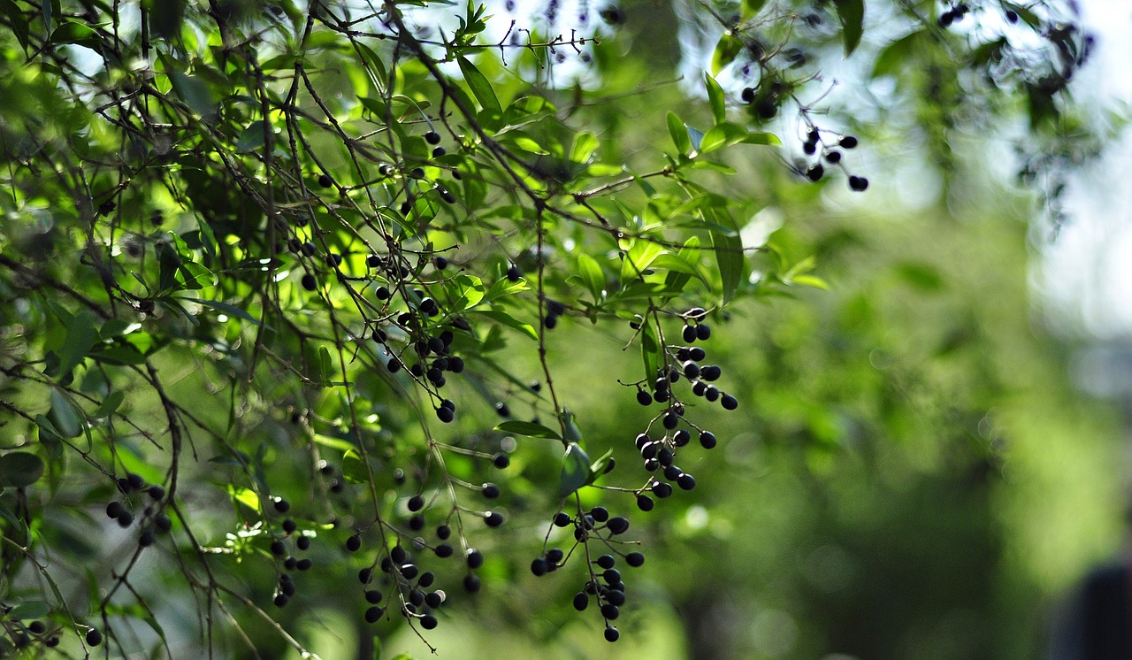 nature plant berry free photo