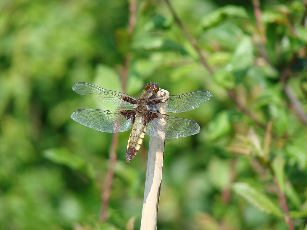 dragonflies nature macro free photo