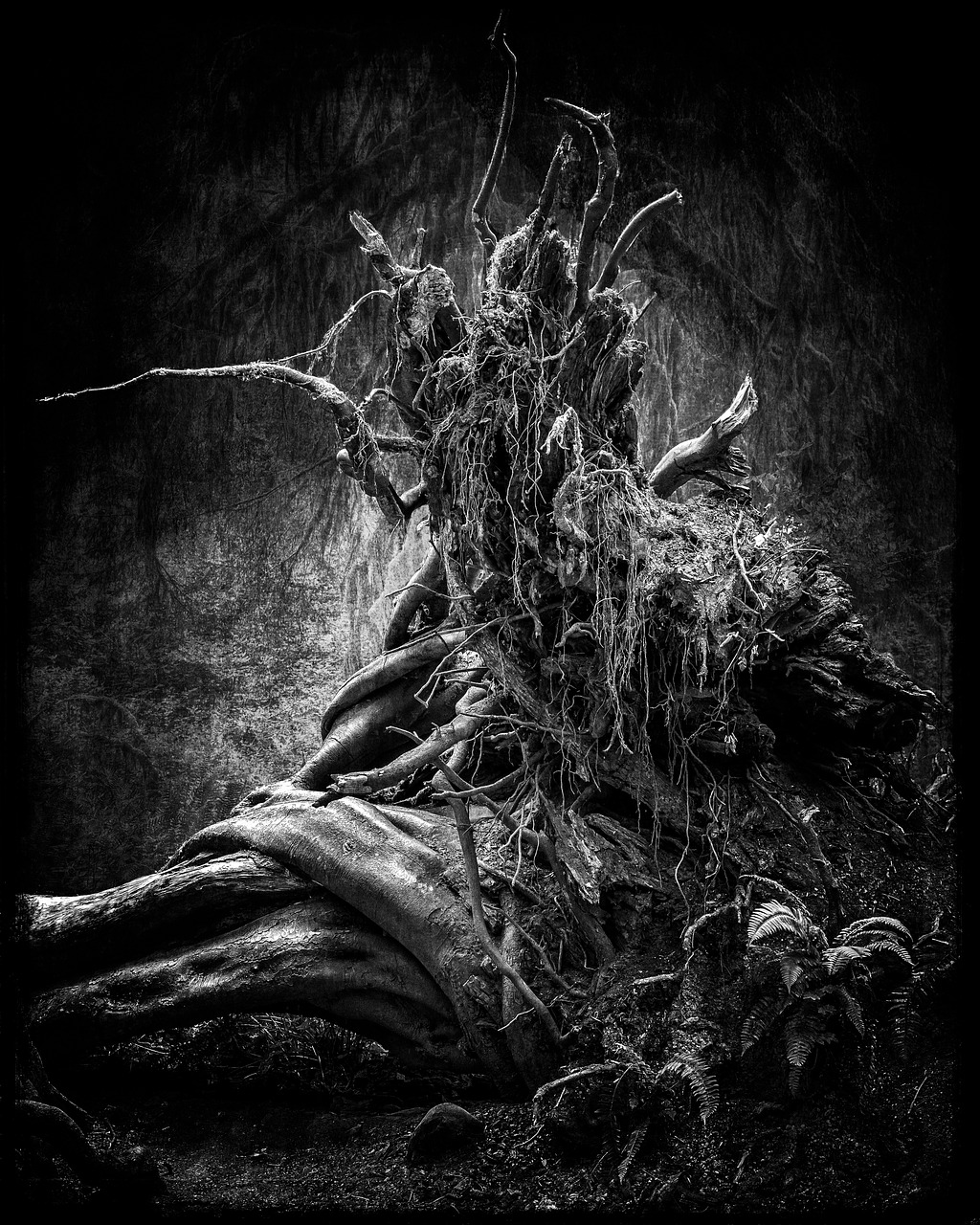 nature tree trunk composite free photo