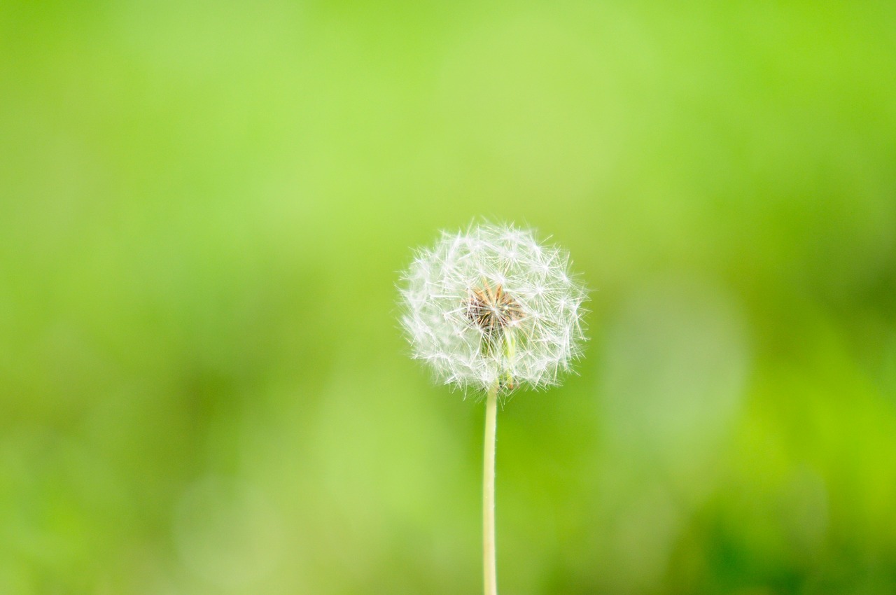 nature dandelion flowers free photo