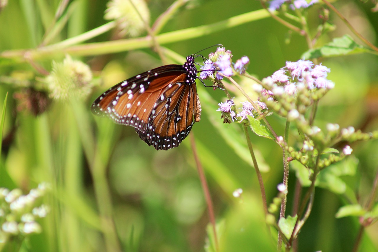 nature butterfly outdoors free photo