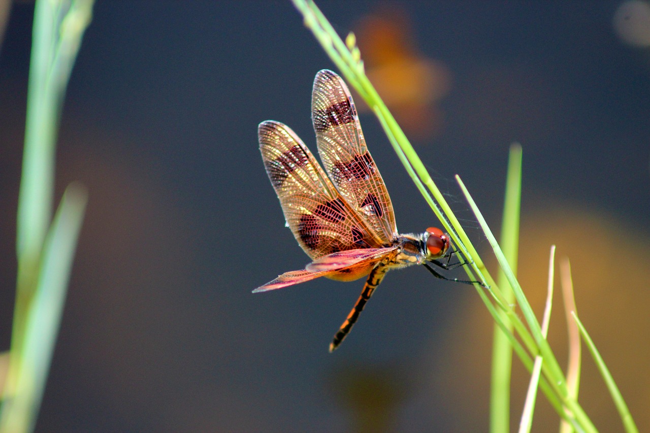 nature insect wildlife free photo