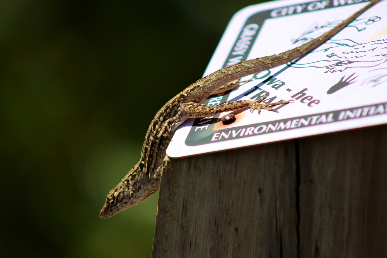 nature reptile wild free photo