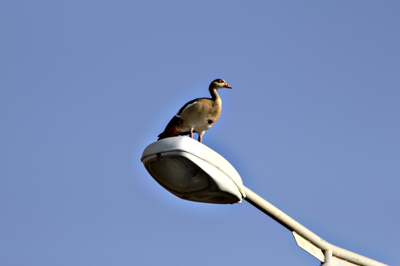 nature goose bird free photo