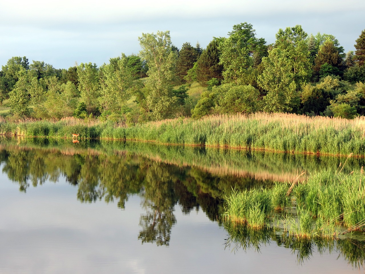 nature lake reflection free photo