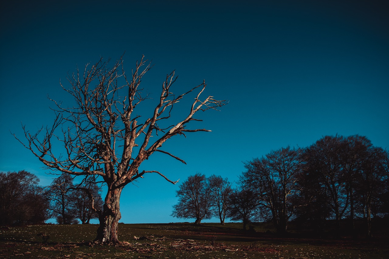 nature tree postapokalipsis free photo