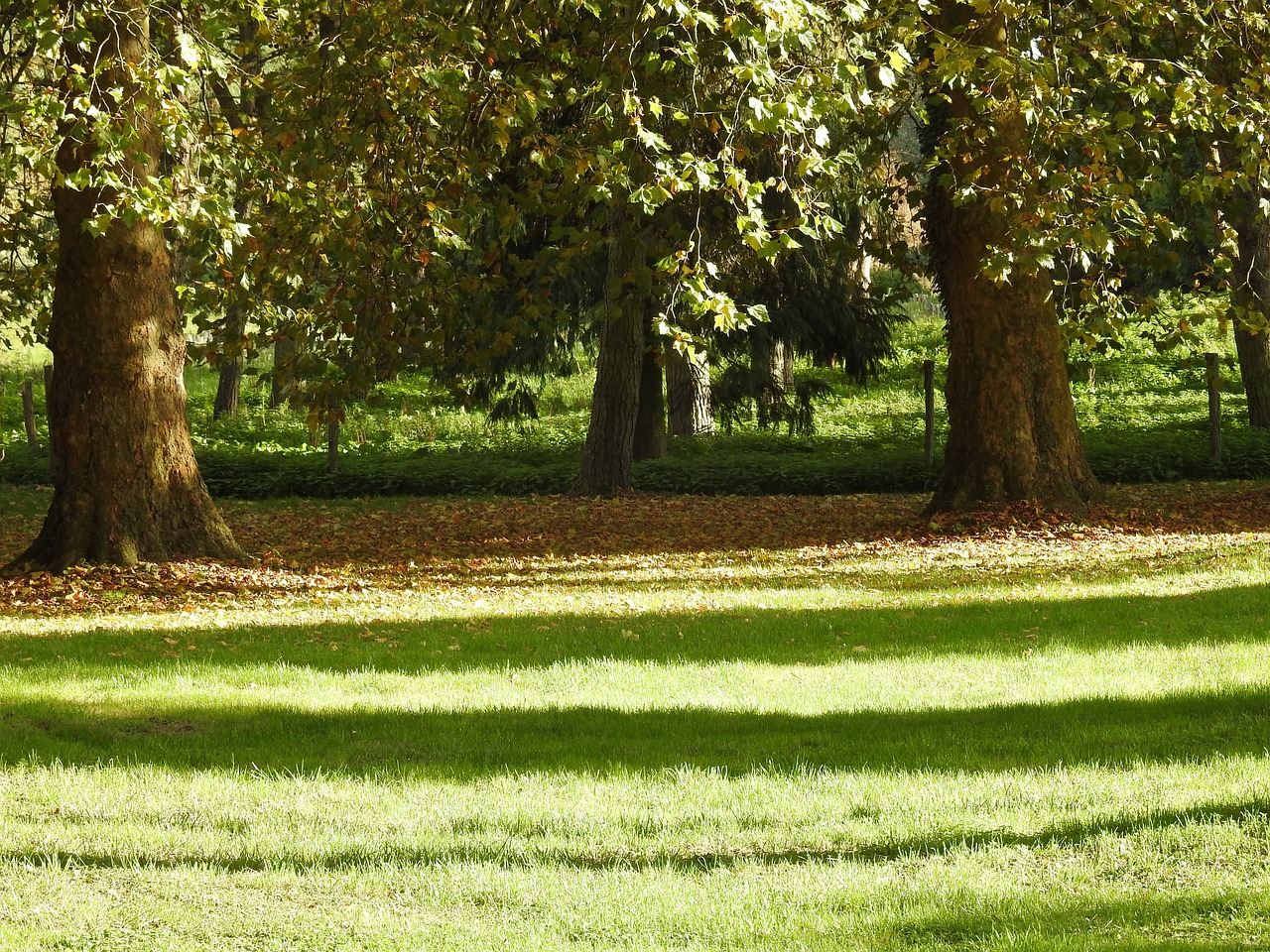 nature forest shadow free photo