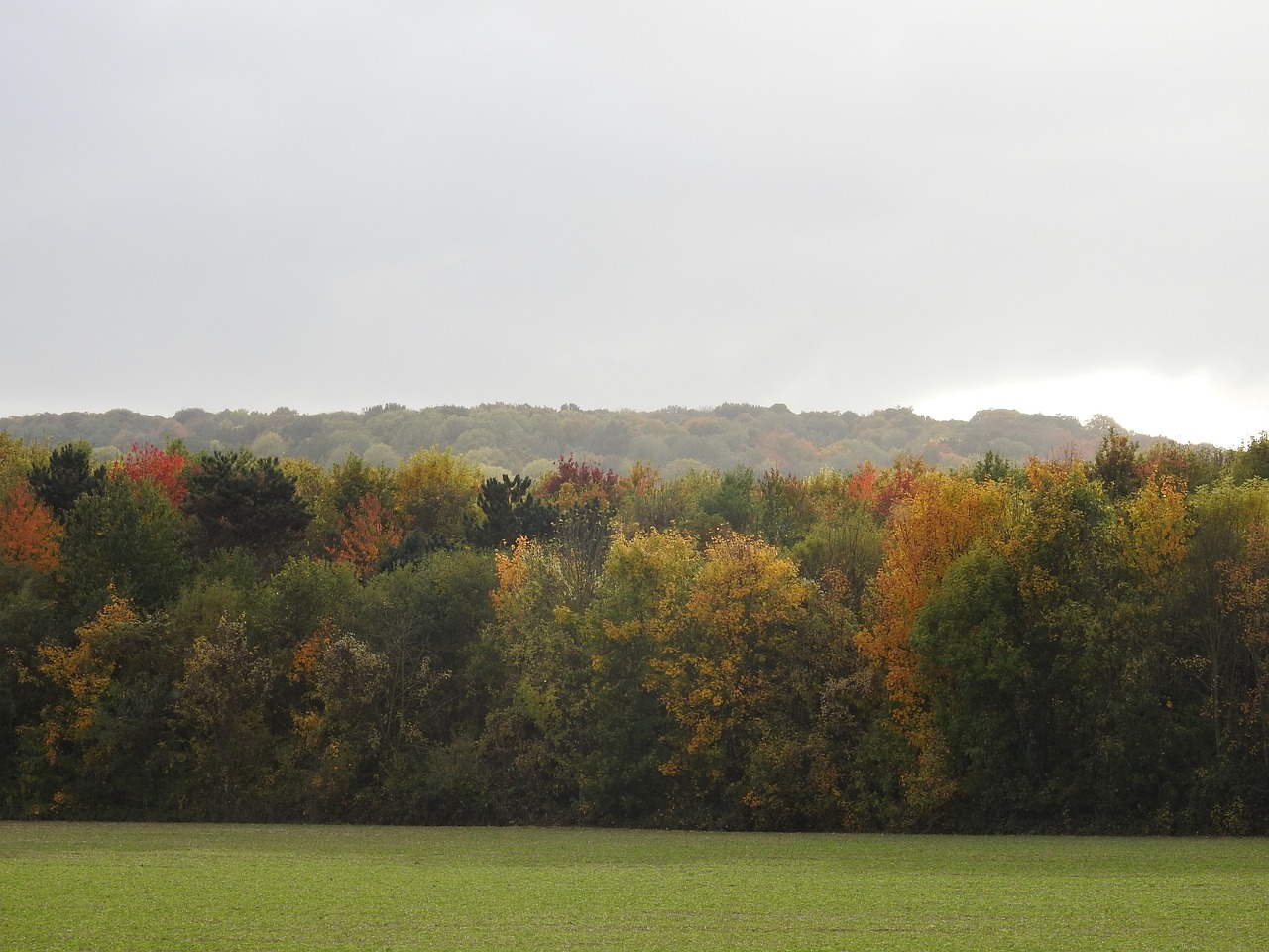 nature trees landscape free photo