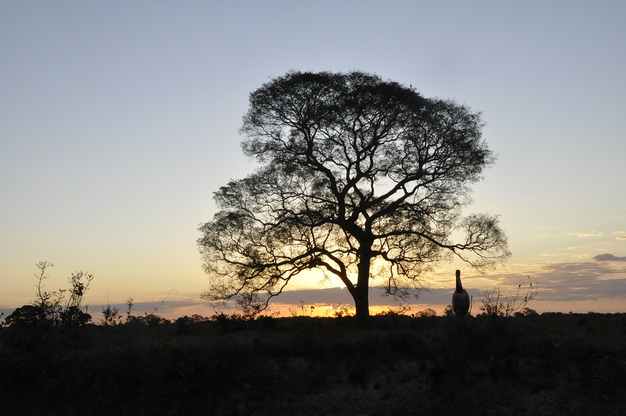 nature sunset brazil free photo