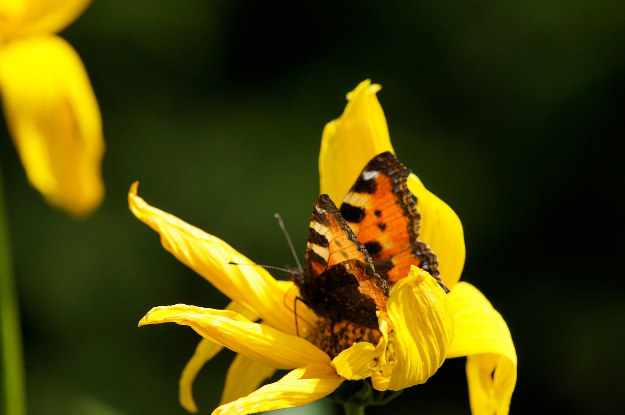 nature butterfly flower free photo