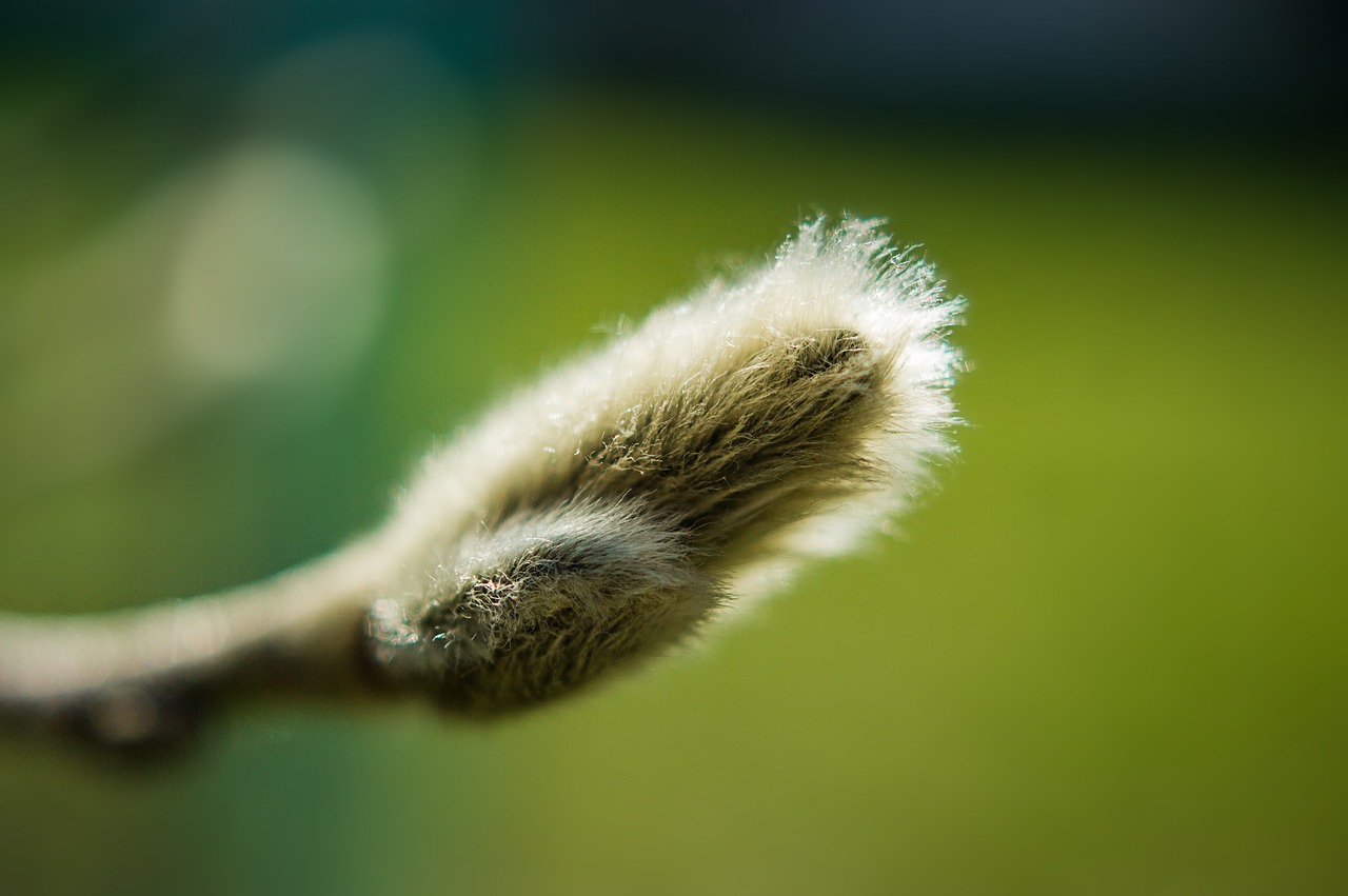 nature green willow catkin free photo