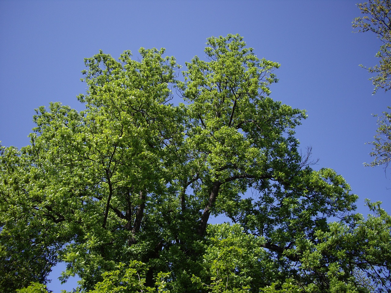 nature tree sky free photo