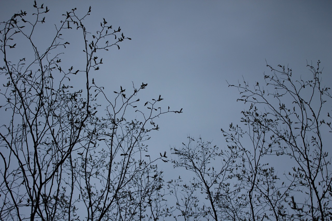 nature trees heaven free photo