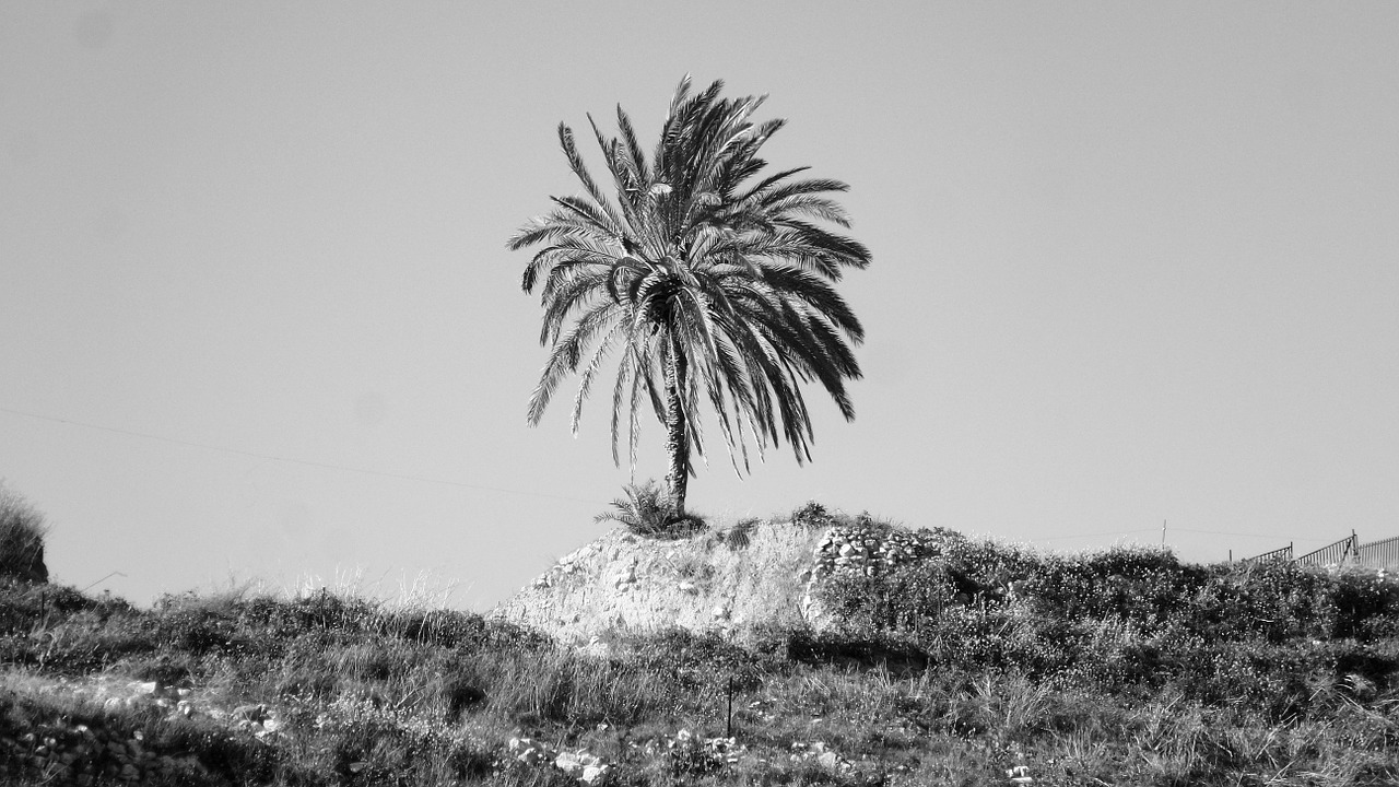 palm tree single free photo