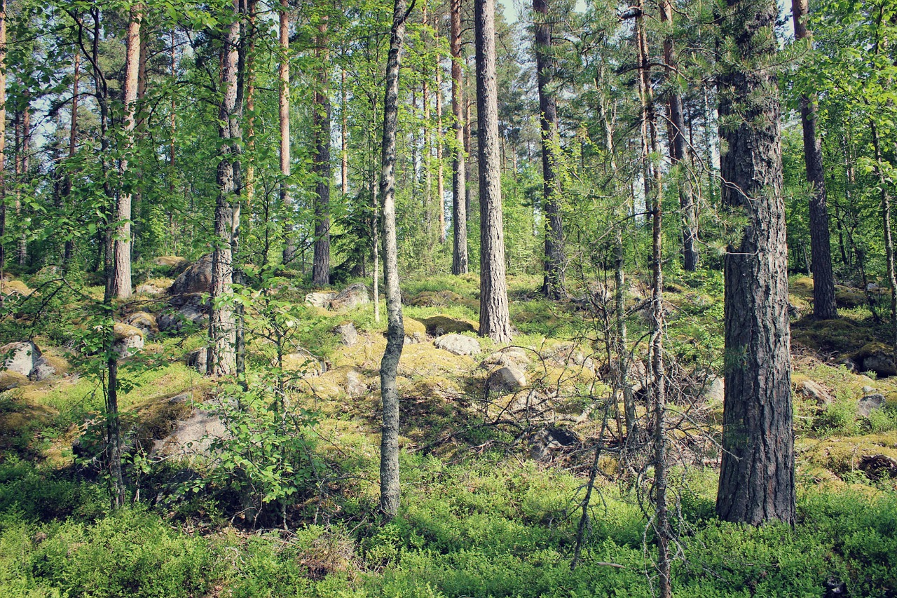 nature trees woods free photo