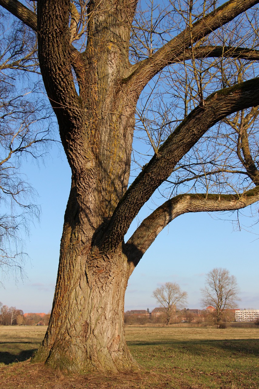 log nature tree free photo