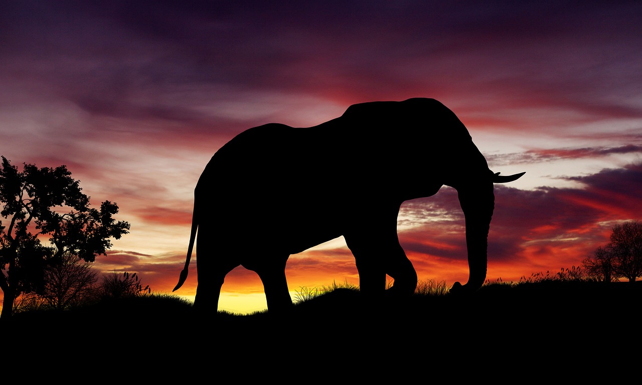 nature sunset elephant free photo