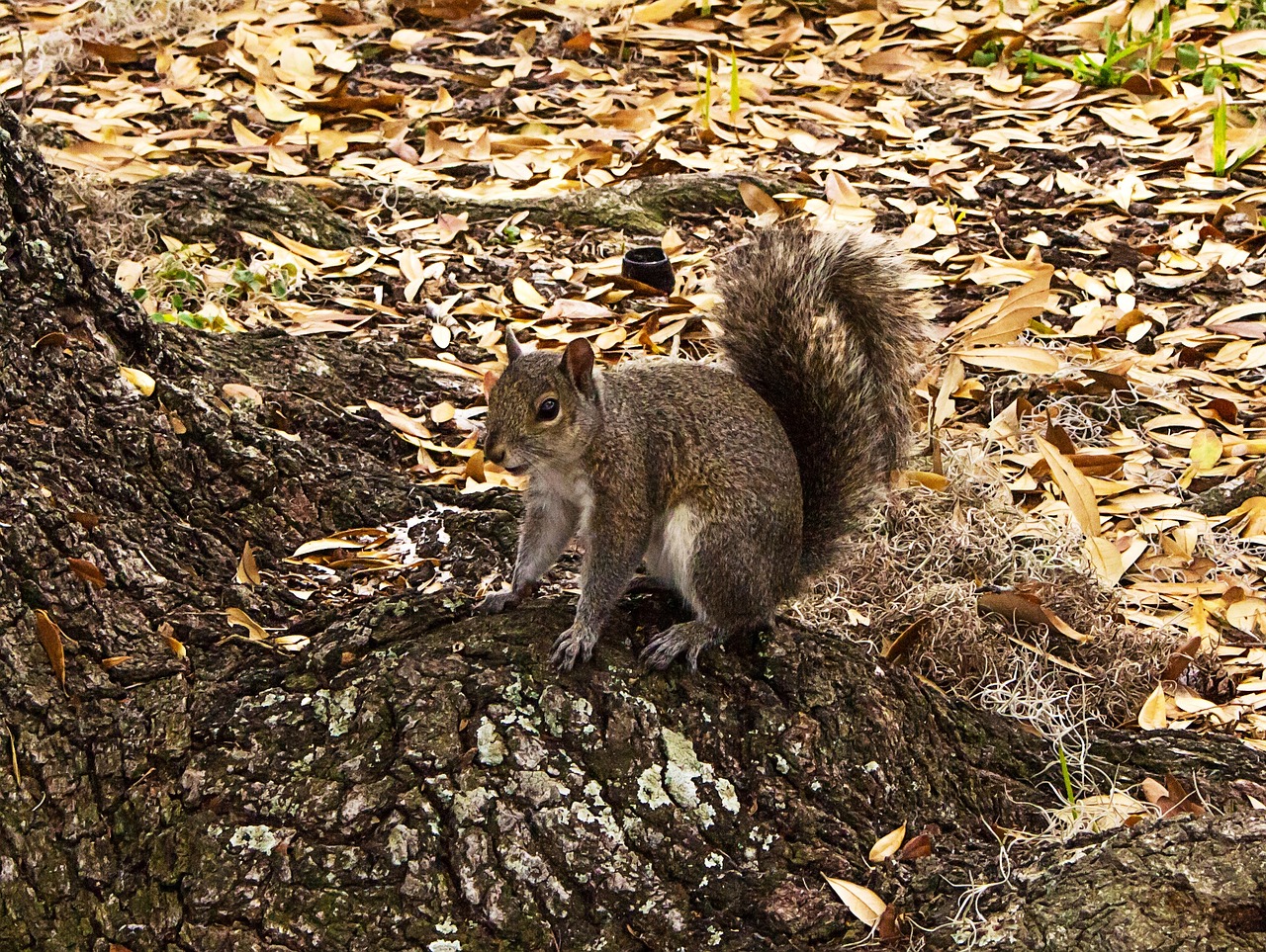 nature fauna squirrel free photo