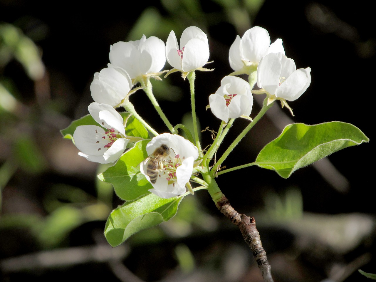 nature spring bee free photo