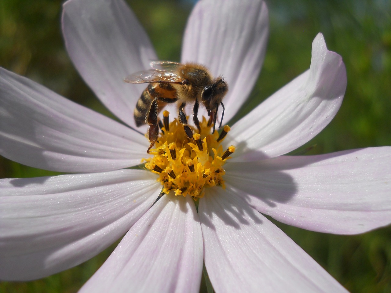 nature insect summer free photo