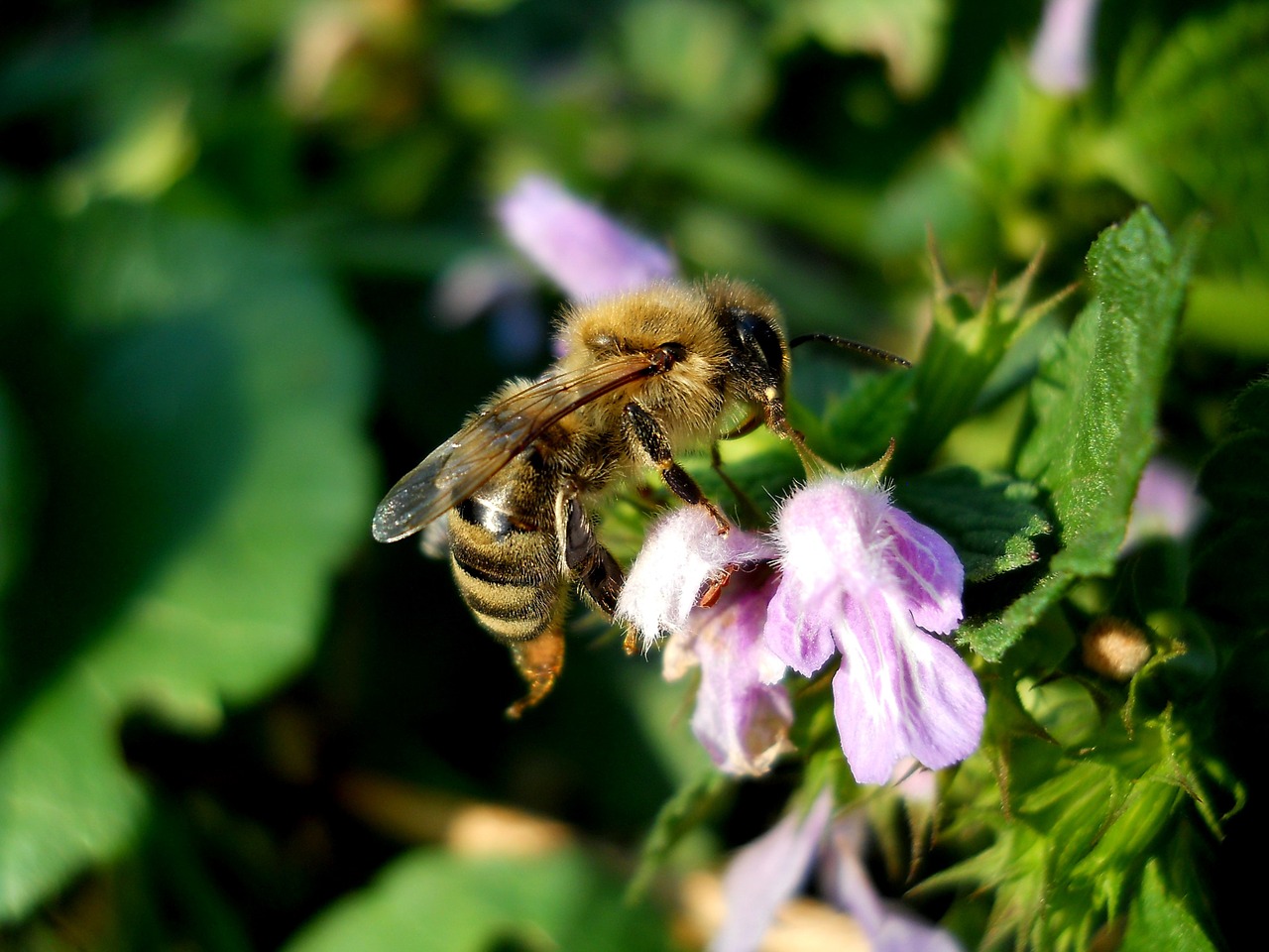 nature insect summer free photo