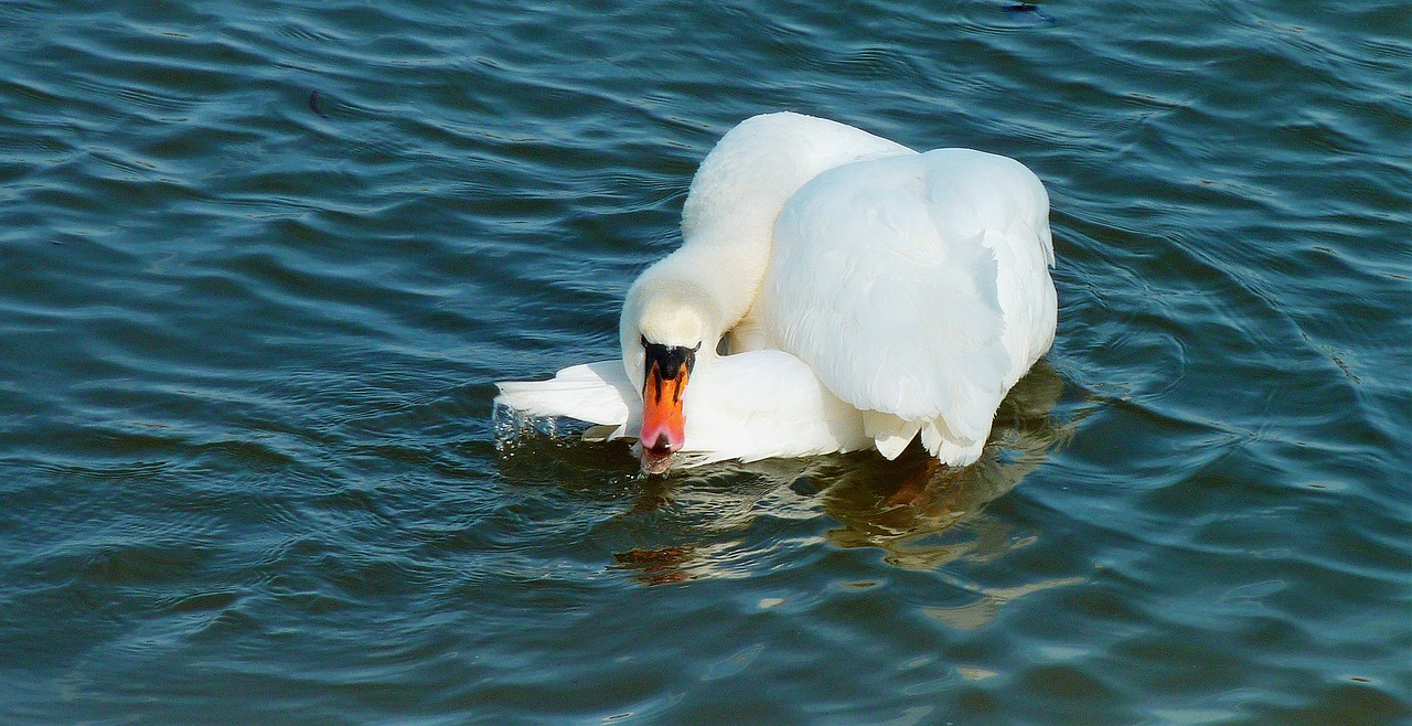 nature swan swans free photo