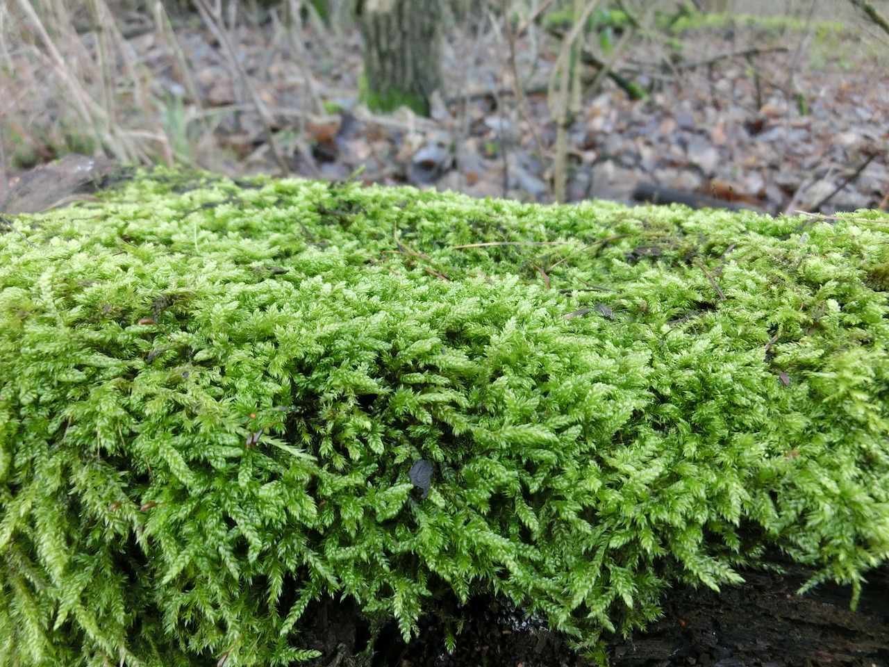 nature forest moss free photo