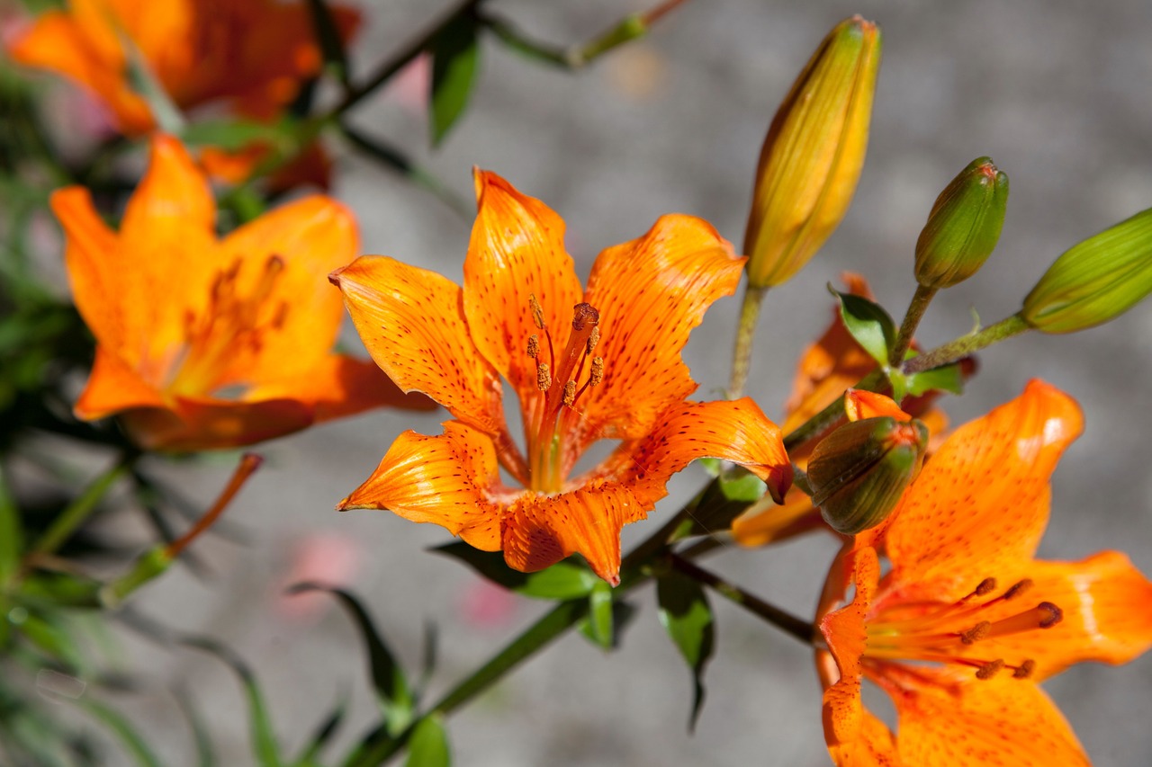 lily nature flora free photo