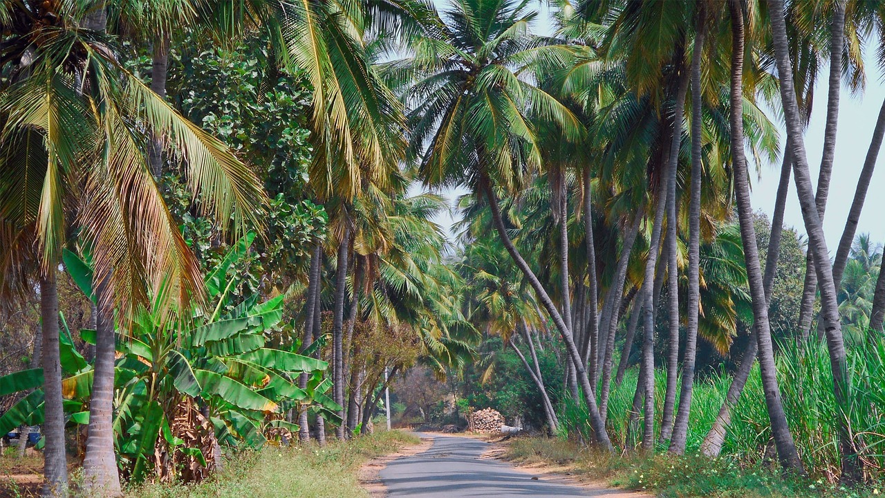 nature landscape coconut free photo