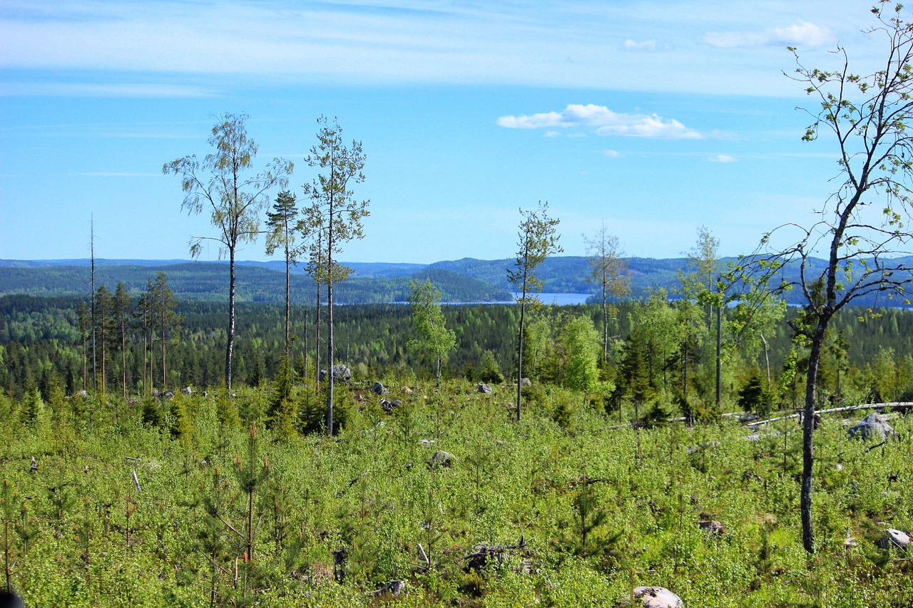 nature finnish finnish landscape free photo
