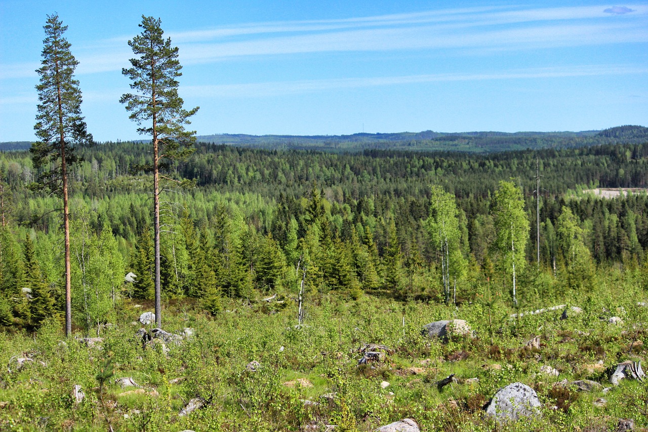 nature finnish finnish landscape free photo