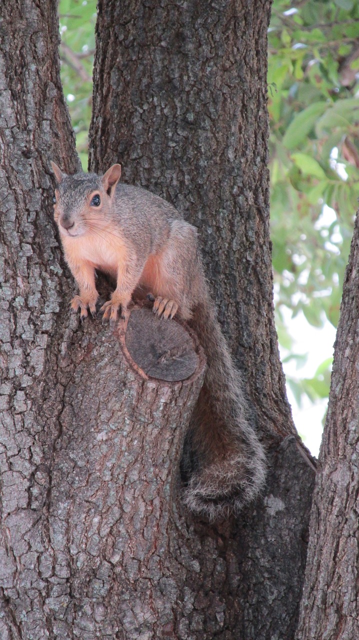 nature squirrel animal free photo