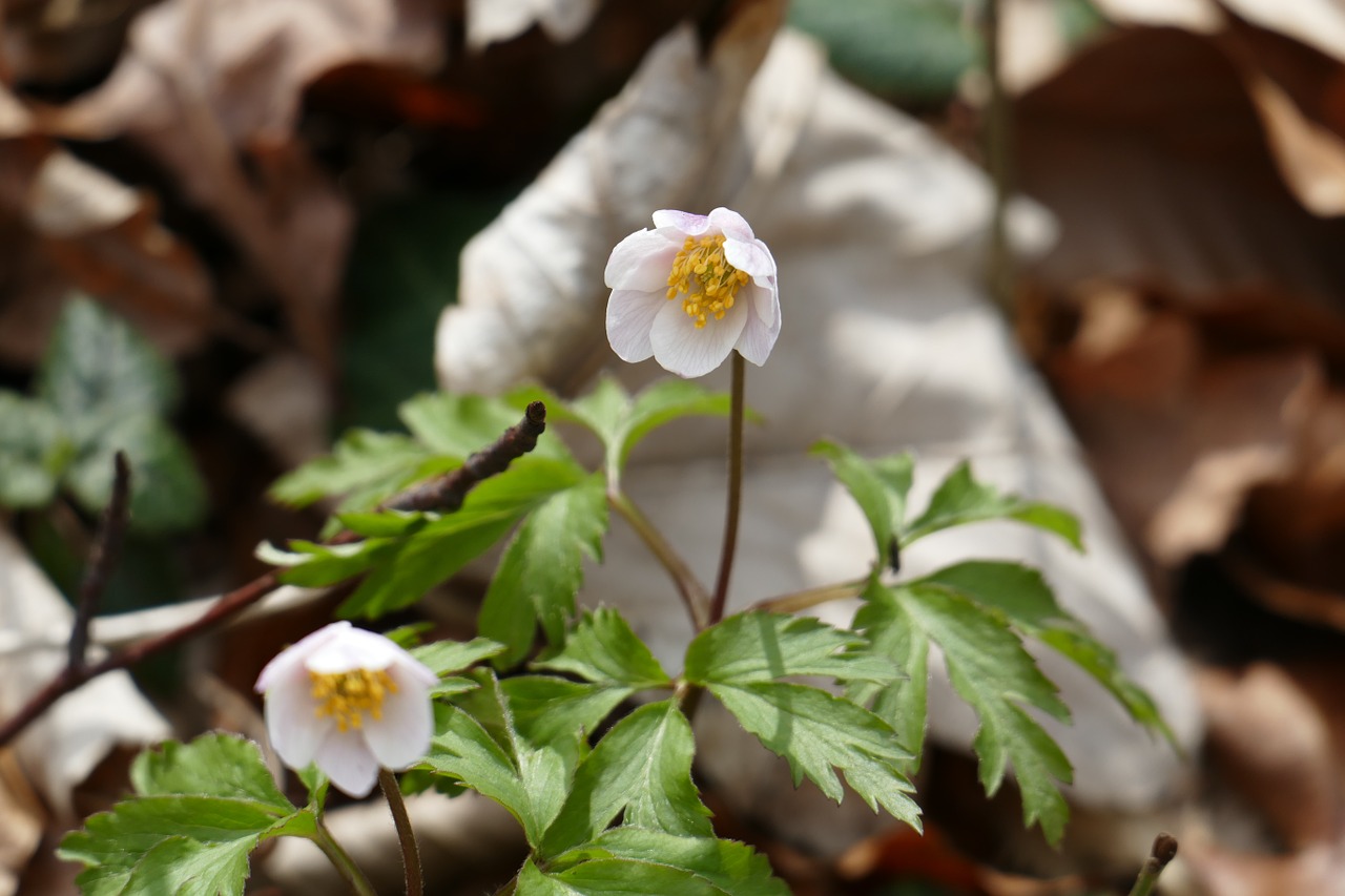 nature flower waldanemone free photo