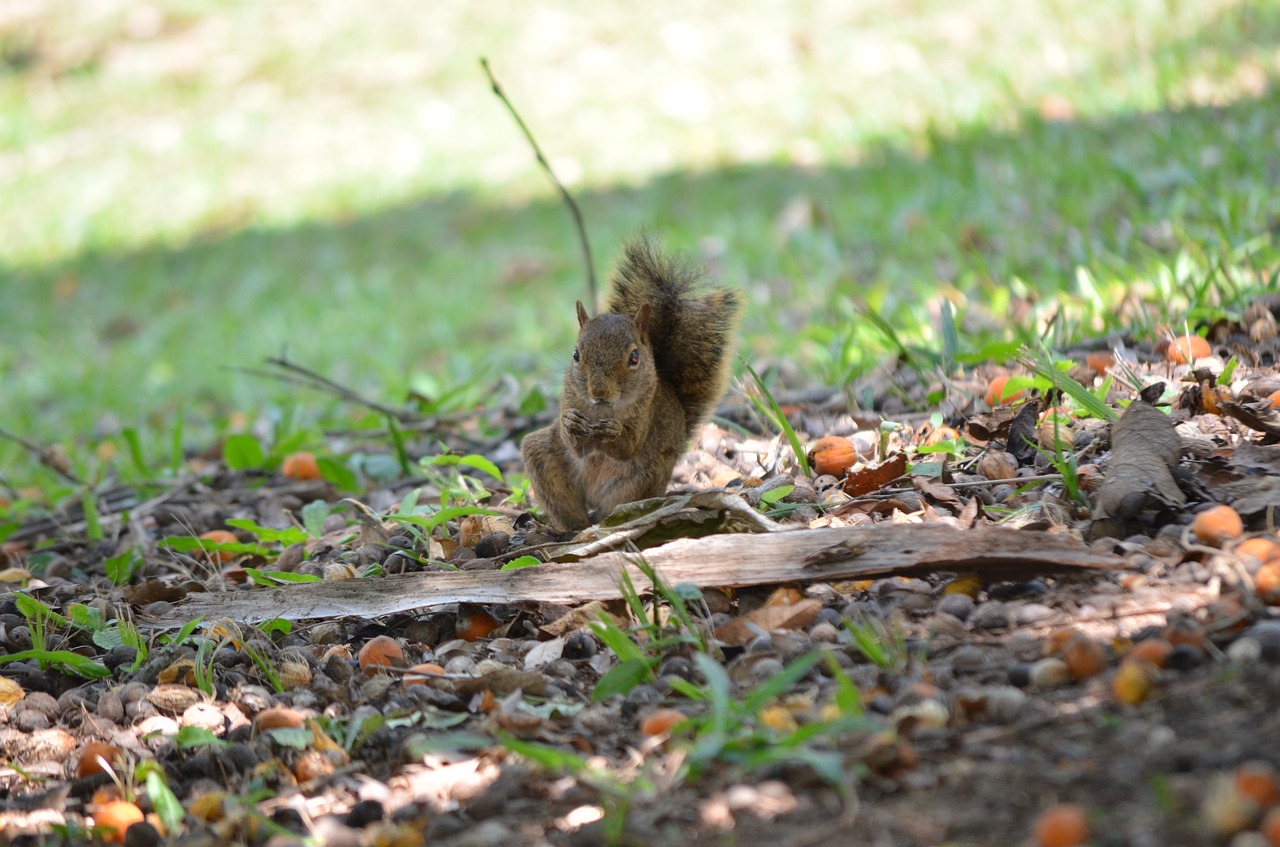 nature squirrel funny free photo