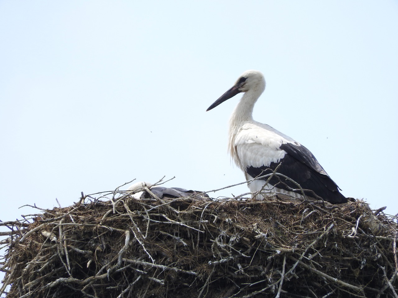 nature bird stork free photo