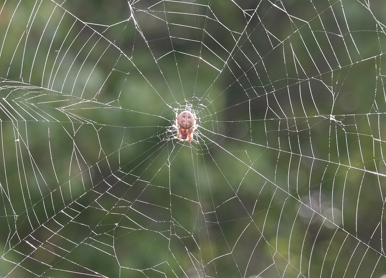 nature animal outdoors free photo