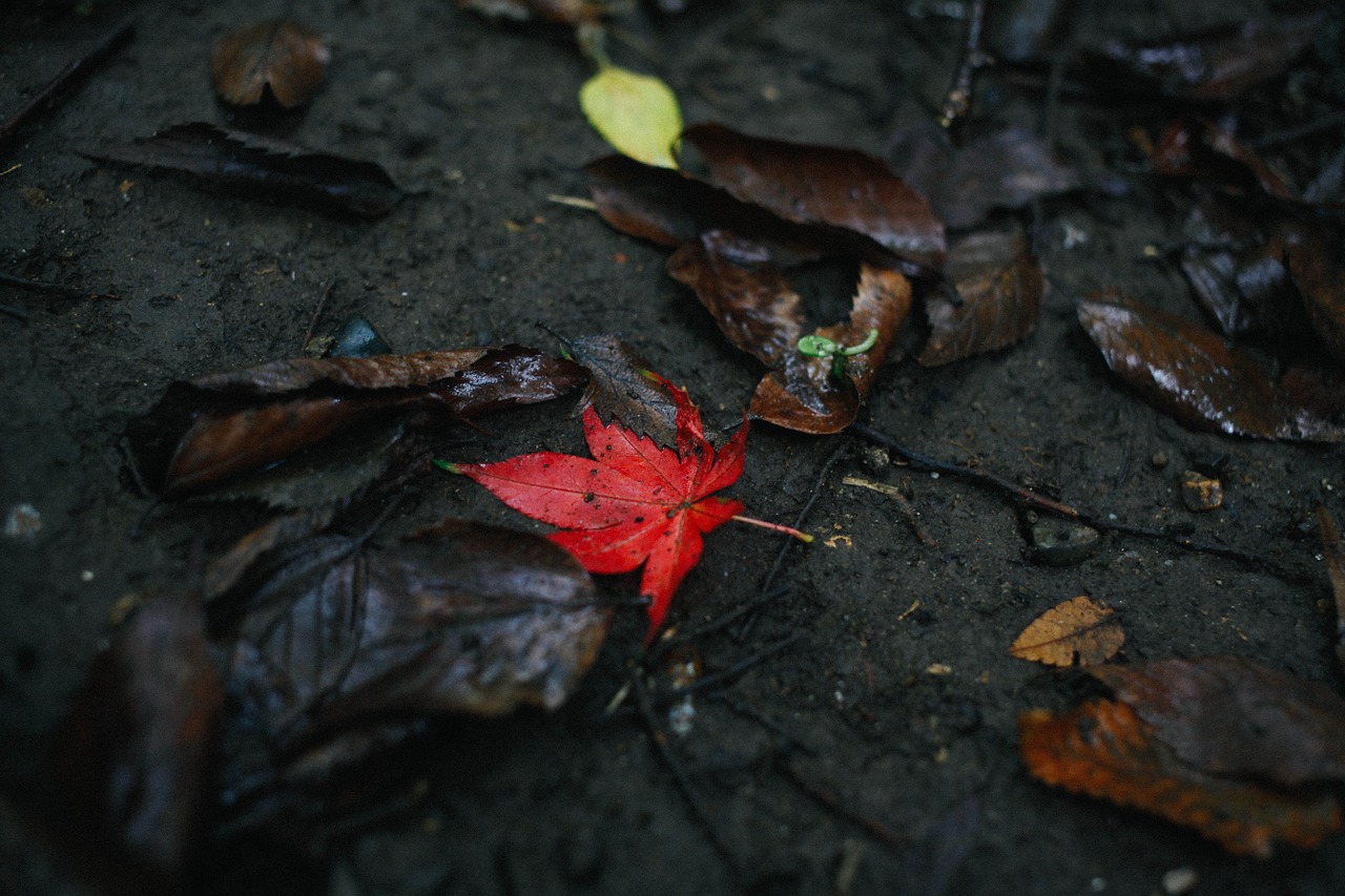 nature red leaf free photo