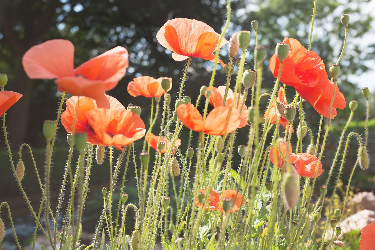 nature red flowers free photo