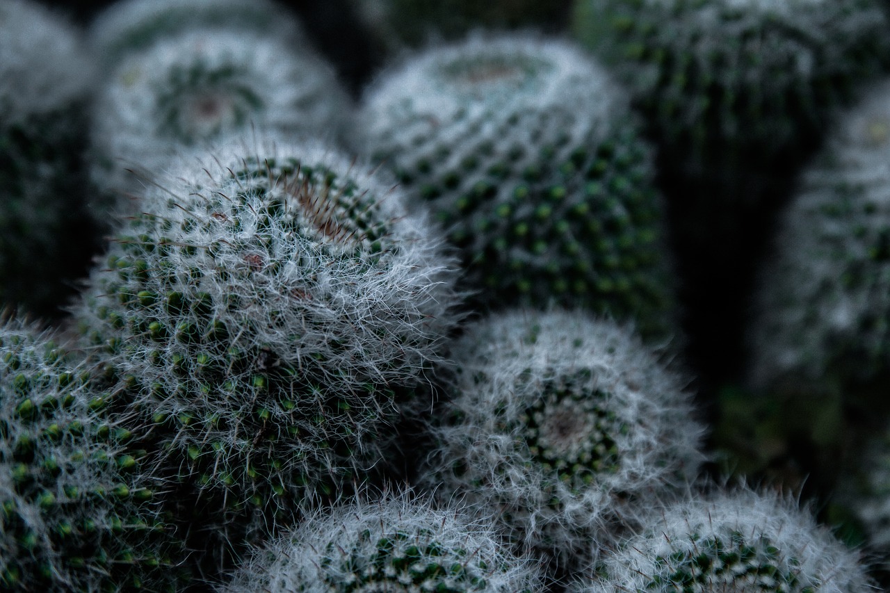 nature plant cactus free photo