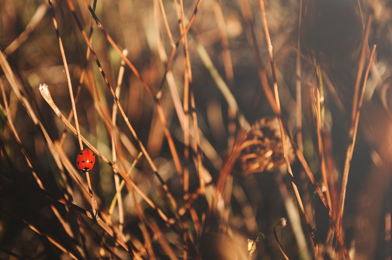 nature dry animal free photo