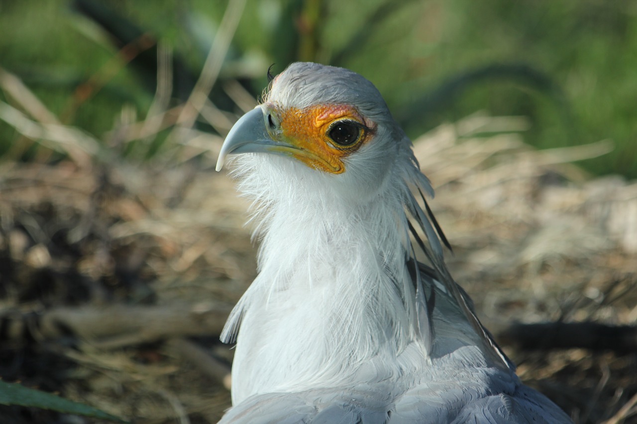 nature bird bird's nest free photo