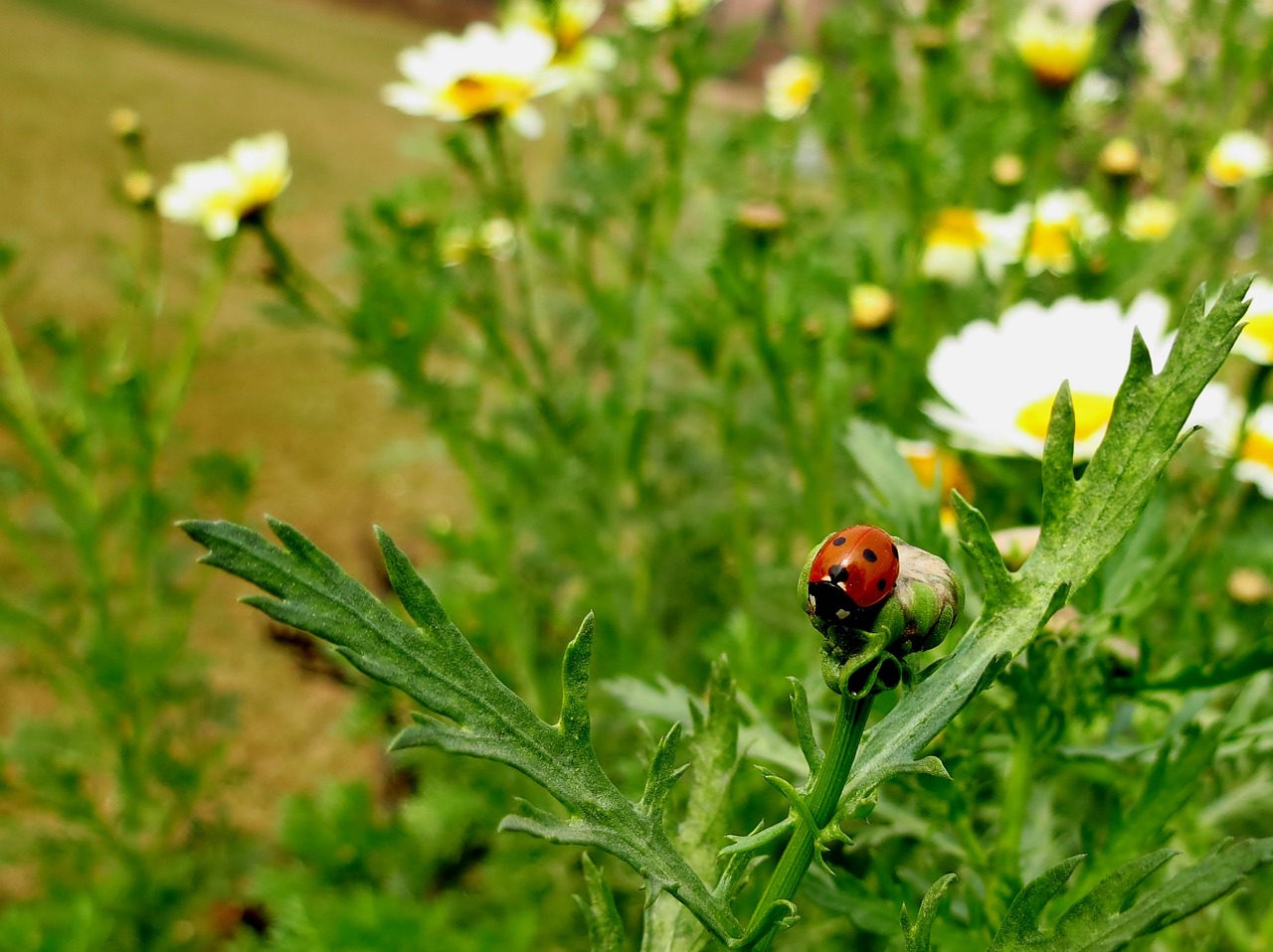 nature garden insect free photo