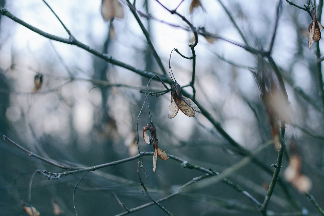 nature blue dry free photo