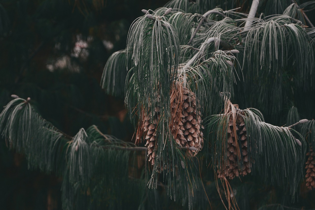 nature forest frozen free photo