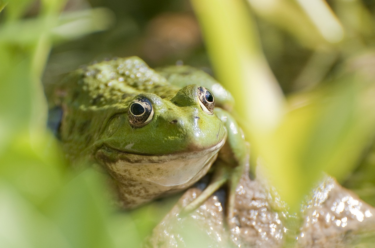 nature animal green free photo