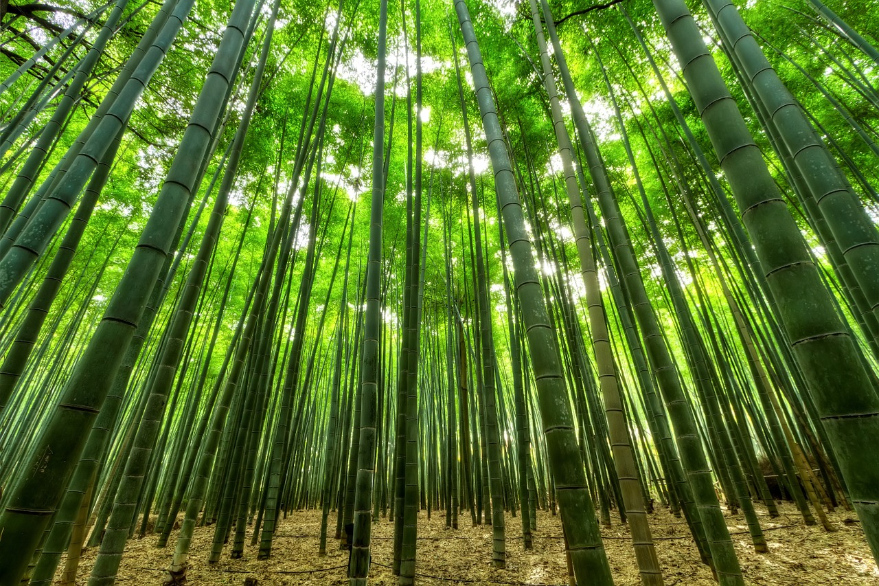 nature bamboo green free photo