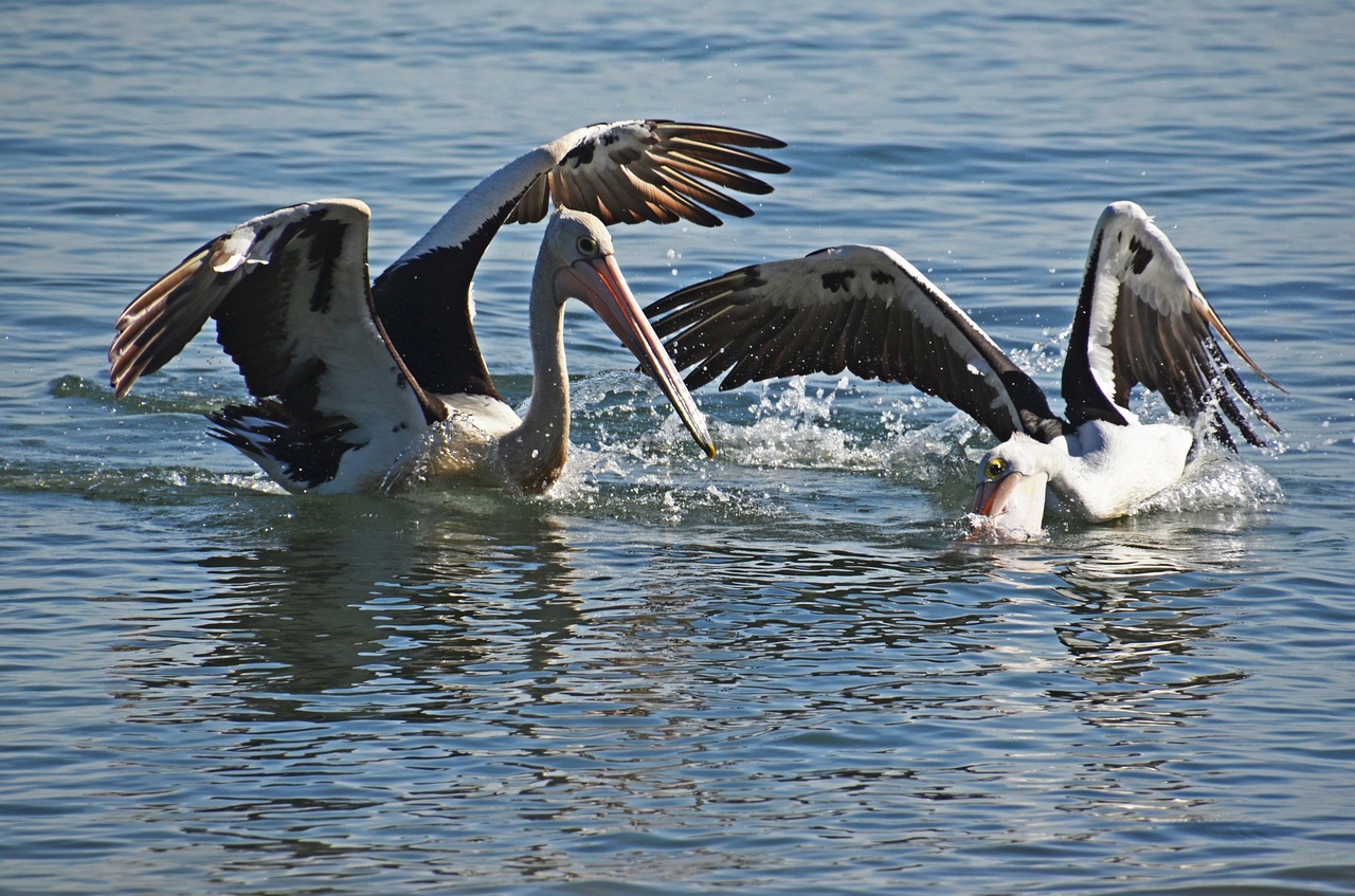 nature australia pelicans free photo