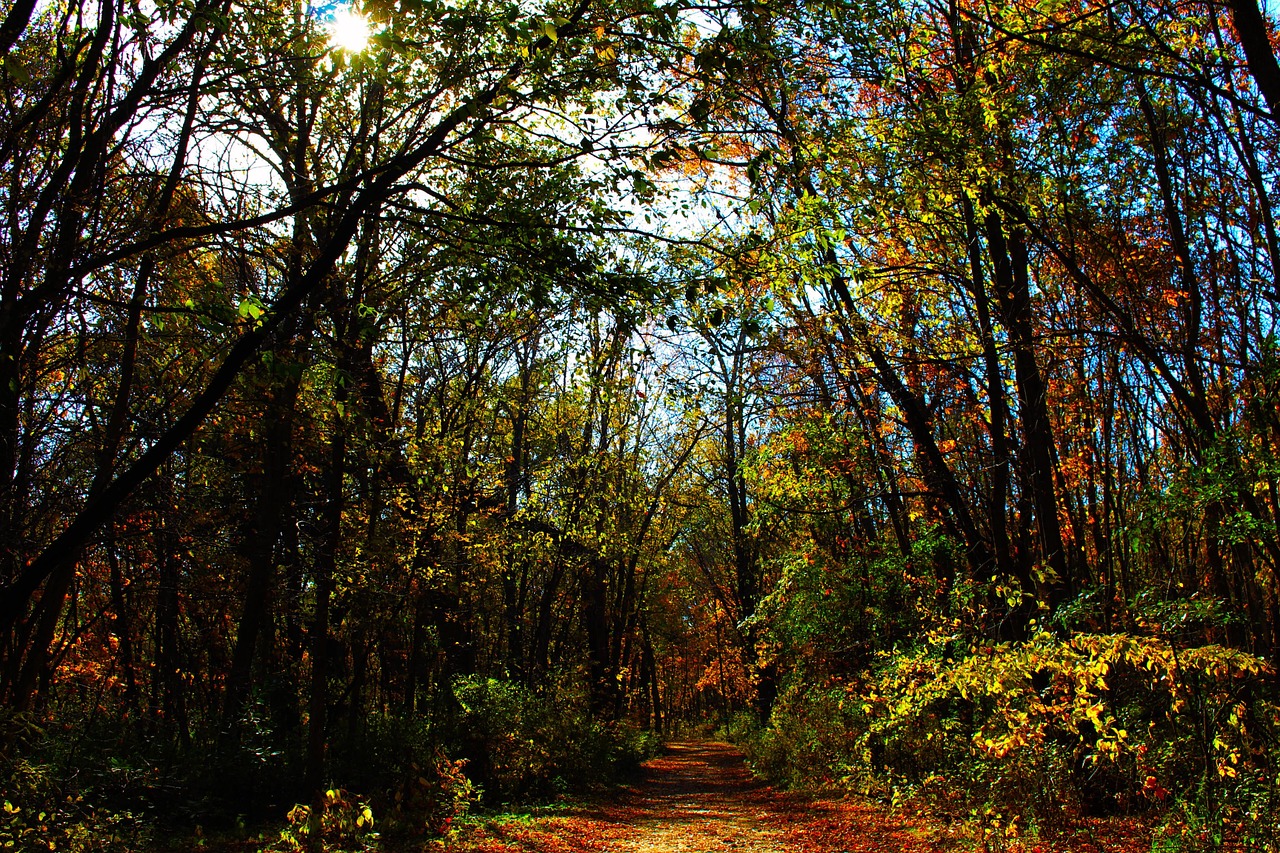 nature forest trees free photo