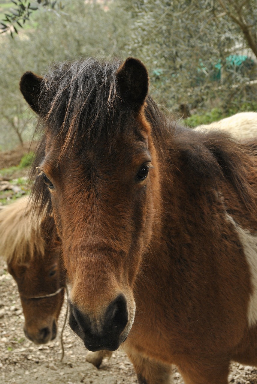 nature animals pony free photo